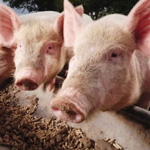 Matéria Orlando Pessuti – 31 de maio/2025