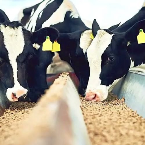 Matéria Orlando Pessuti – 14 de junho/2025