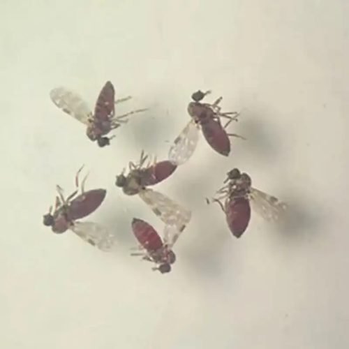 Estudo explica diferença de sintomas entre febre do Oropouche e dengue