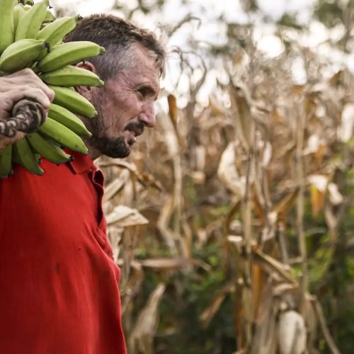 Câmara aprova uso de recursos do FGO em operações do Pronaf