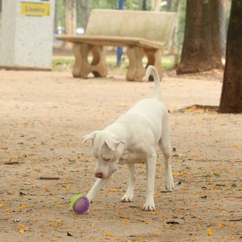 Estatuto dos Cães e Gatos pode ampliar pena para quem maltrata animais