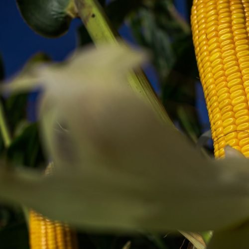 Pesquisa busca tornar plantações de milho mais resistentes ao calor