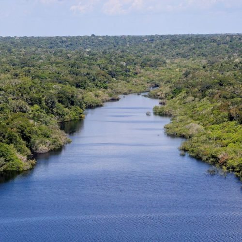 Piranhas ajudam no monitoramento ambiental dos rios amazônicos