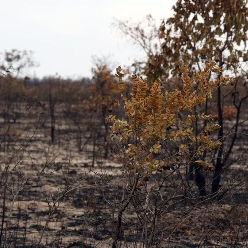 Viva Maria saúda trabalho de Jocelita no combate aos crimes ambientais